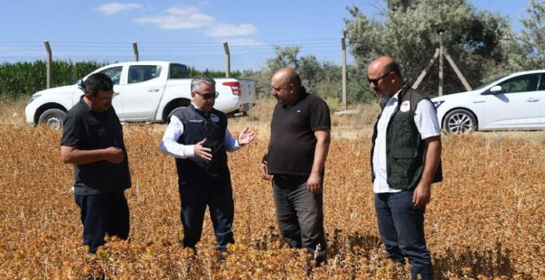 Doğal Şifa Kaynağı Olan Aspir’in Hasadı Yaklaşıyor