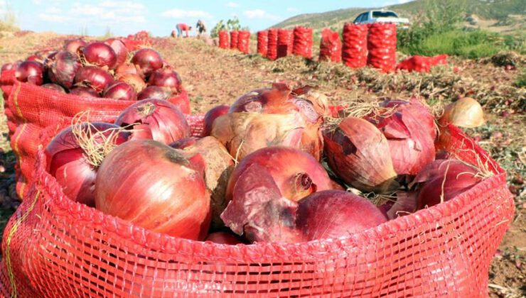 Soğan Hasadı Başladı, Tarlada Soğan 80 Kuruş