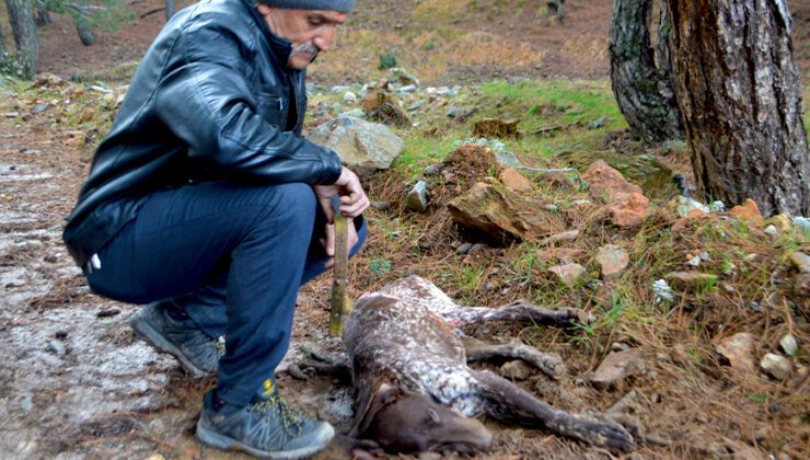 Kütahya’Da 5 Çoban Köpeği Ve Yabani Hayvanların Zehirlendiği Iddiası