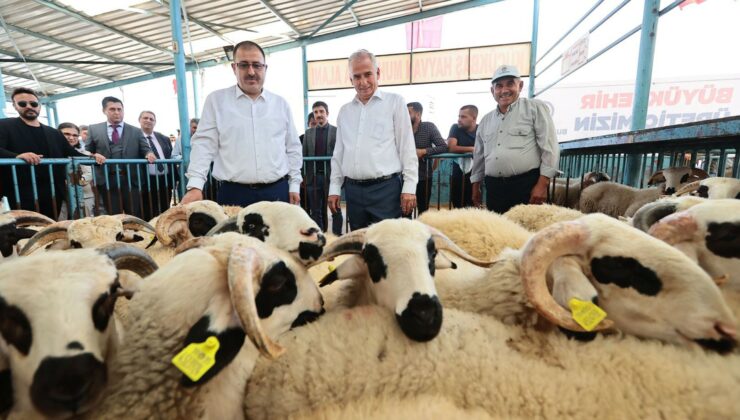 Üreticiye Damızlık Koç Ve Teke Hibesi