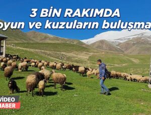 3 Bin Rakımda Koyun Ve Kuzuların Buluşması