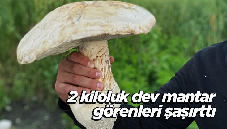 2 Kiloluk Dev Mantar Görenleri Şaşırttı