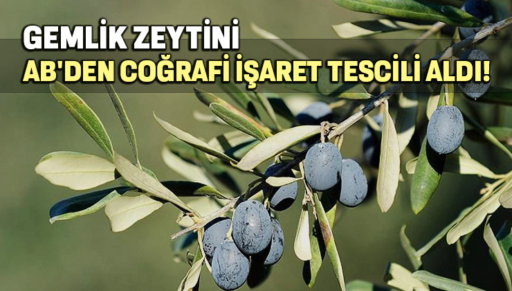 Gemlik Zeytini, Ab’Den Coğrafi Işaret Tescili Aldı