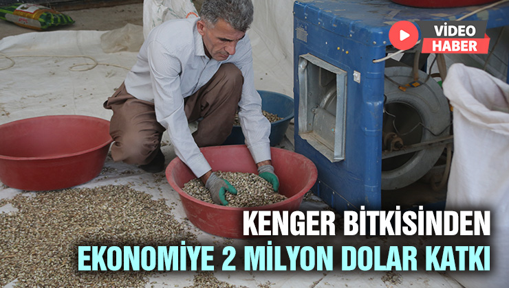 Kenger Bitkisinden Kentin Ekonomisine 2 Milyon Dolar Katkı