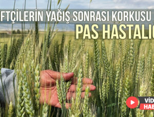 Çiftçilerin Yağış Sonrası Korkusu ‘Pas Hastalığı’