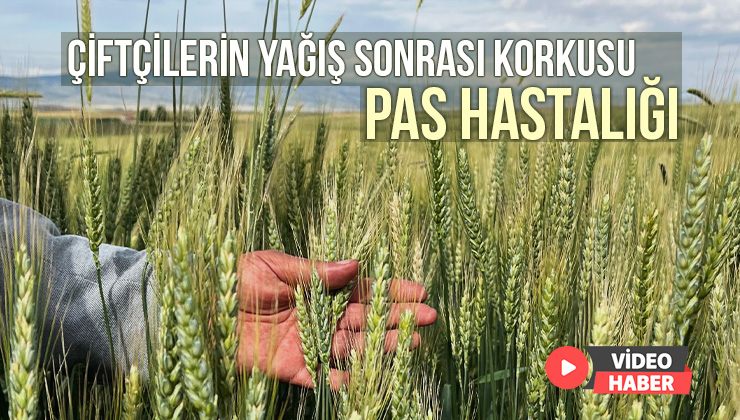 Çiftçilerin Yağış Sonrası Korkusu ‘Pas Hastalığı’