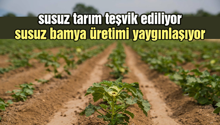 Susuz Tarım Teşvik Ediliyor, Susuz Bamya Üretimi Yaygınlaşıyor