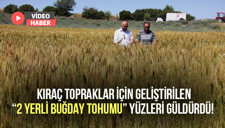 Kıraç Topraklar Için Geliştirilen 2 Yerli Buğday Tohumu Yüzleri Güldürdü