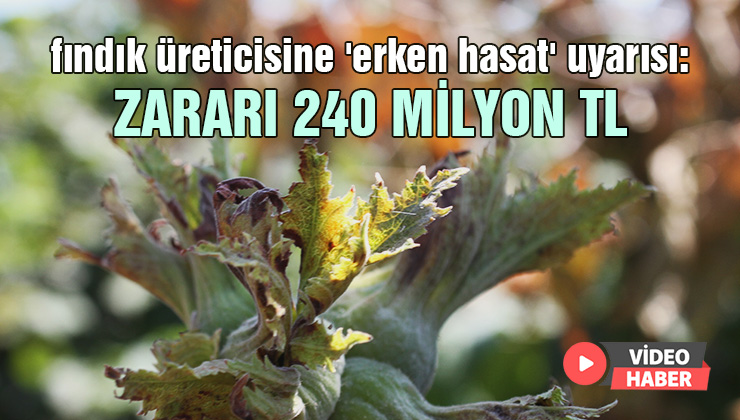 Fındık Üreticisine ‘Erken Hasat’ Uyarısı: Zararı 240 Milyon Tl