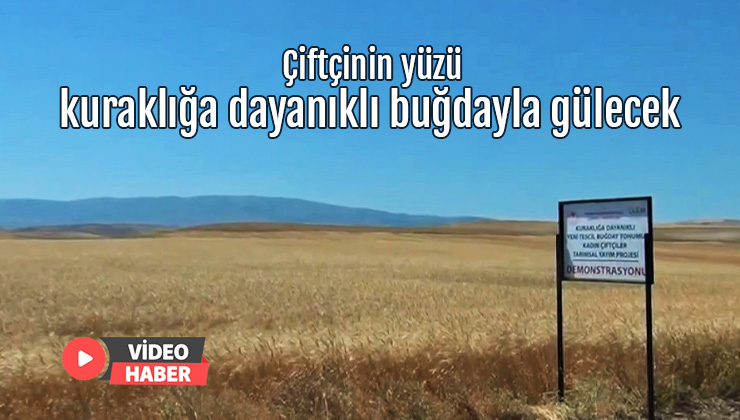 Çiftçinin Yüzü Kuraklığa Dayanıklı Buğdayla Gülecek