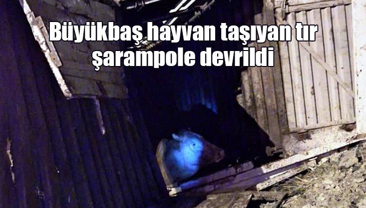 Büyükbaş Hayvan Taşıyan Tır Şarampole Devrildi