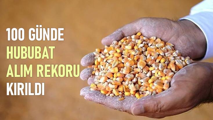 100 Günde Hububat Alım Rekoru Kırıldı