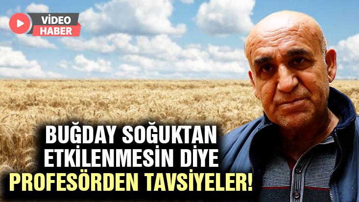 Buğdayın Soğuktan Etkilenmemesi Için Profesörden Tavsiyesi!