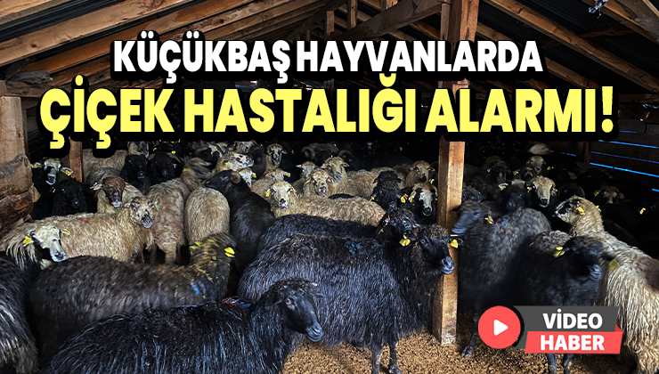 Küçükbaş Hayvanlarda Çiçek Hastalığı Alarmı!