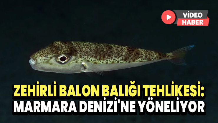 Zehirli Balon Balığı Tehlikesi: Marmara Denizi’Ne Yöneliyor