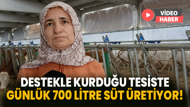 Destekle Kurduğu Tesiste Günlük 700 Litre Süt Üretiyor