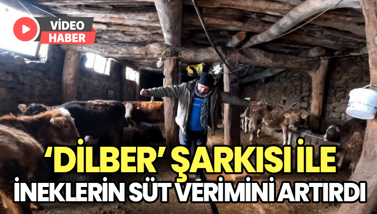 ‘Dilber’ Şarkısı Ile Ineklerin Süt Verimini Artırdı