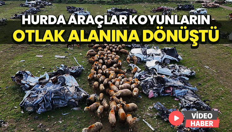 Hurda Araçlar Koyunların Otlak Alanına Dönüştü