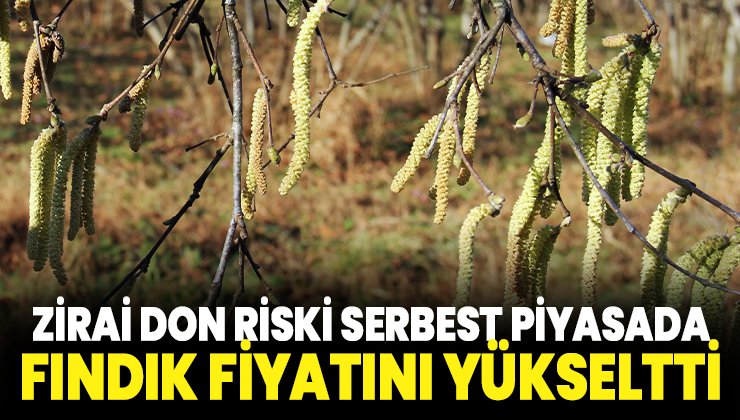 Zirai Don Riski Serbest Piyasada Fındık Fiyatını Yükseltti