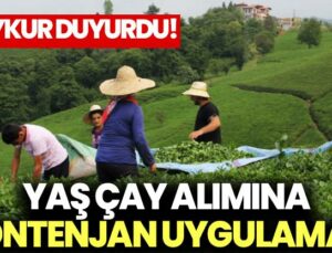 Çaykur Duyurdu: Yaş Çay Alımına Kontenjan Uygulaması