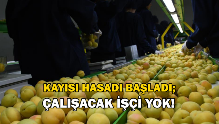 Kayısı Hasadının Başladığı Malatya’Da Üreticiler Işçi Bulamıyor