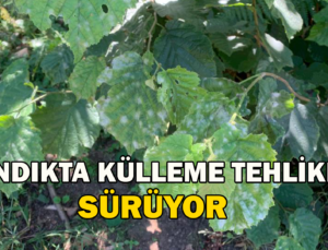 Fındıkta Külleme Tehlikesi Sürüyor