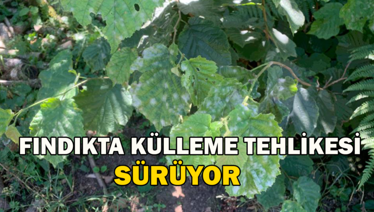 Fındıkta Külleme Tehlikesi Sürüyor