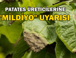 Patates Üreticilerine “Mildiyö” Uyarısı