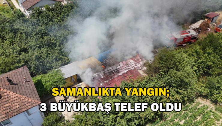 Samanlıkta Yangın Çıktı: 3 Büyükbaş Hayvan Telef Oldu