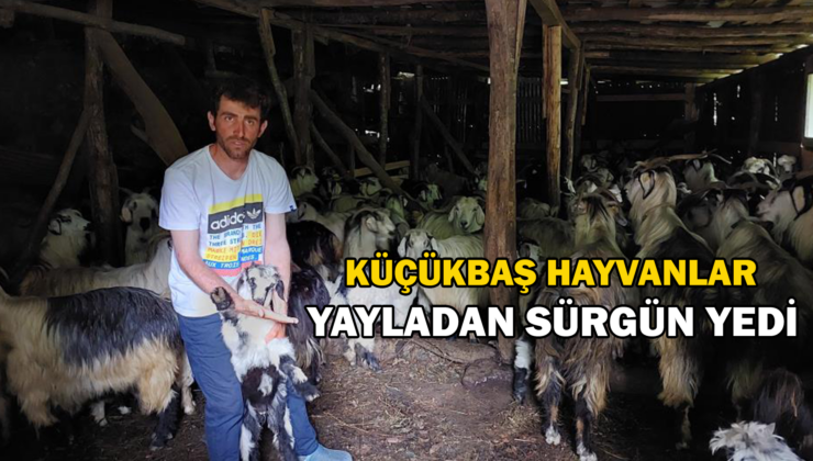 Küçükbaş Hayvanlar Yayladan Sürgün Yedi