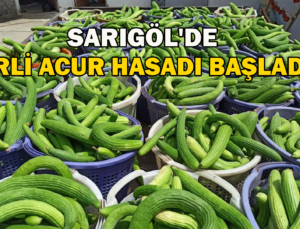 Sarıgöl’De Yerli Acur Hasadına Başlandı