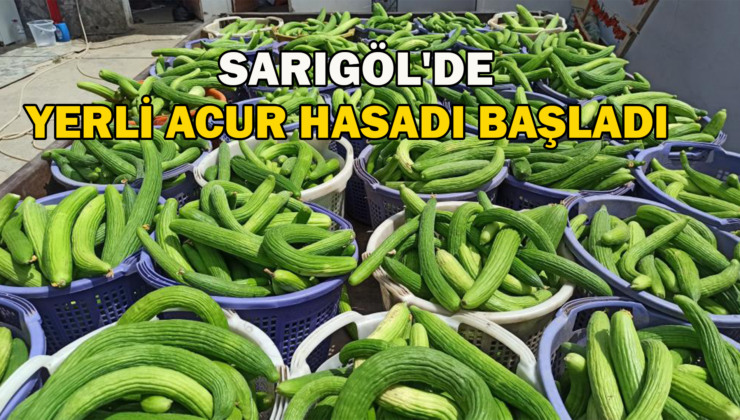 Sarıgöl’De Yerli Acur Hasadına Başlandı