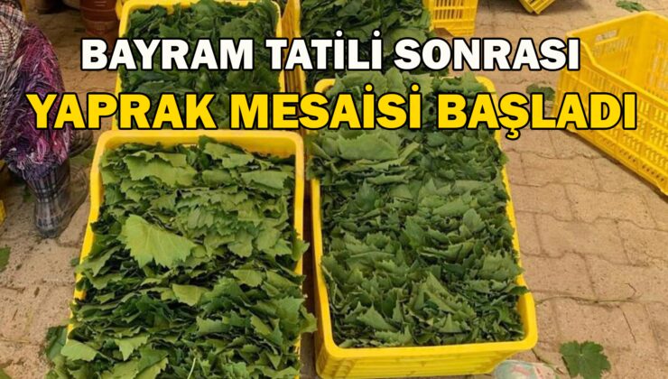 Bayram Tatili Sonrası Yaprak Mesaisi Başladı