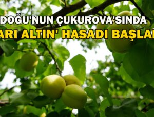 Doğu’Nun Çukurova’Sı Iğdır’da ‘Sarı Altın’ Hasadı Başladı