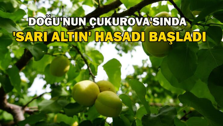 Doğu’Nun Çukurova’Sı Iğdır’da ‘Sarı Altın’ Hasadı Başladı