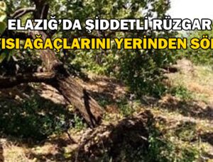 Şiddetli Rüzgar Kayısı Ağaçlarını Yerinden Söktü, Bahçelere Zarar Verdi