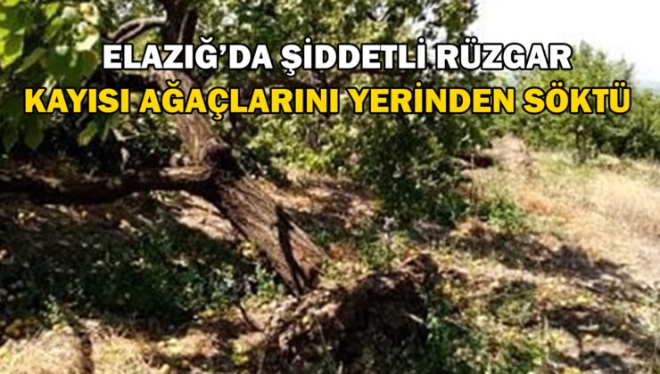 Şiddetli Rüzgar Kayısı Ağaçlarını Yerinden Söktü, Bahçelere Zarar Verdi