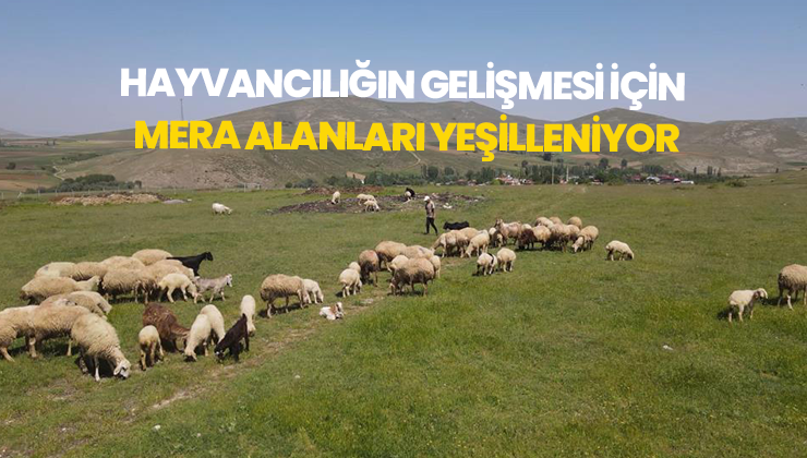 Hayvancılığın Gelişmesi Için Mera Alanları Yeşilleniyor