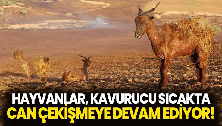 Hayvanlar, Kavurucu Sıcağın Altında Can Çekişmeye Devam Ediyor!