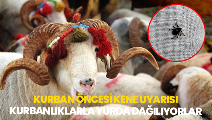 Kurban Öncesi Kene Uyarısı, Kurbanlıklarla Yurda Dağılıyorlar