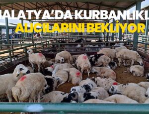 Malatya’da Kurbanlıklar Alıcılarını Bekliyor