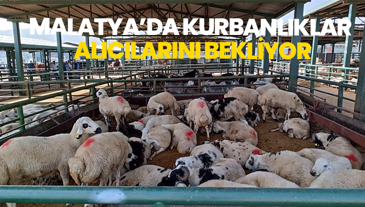 Malatya’da Kurbanlıklar Alıcılarını Bekliyor