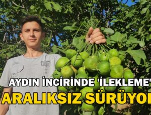 İncirde ‘Ilekleme’ Aralıksız Sürüyor