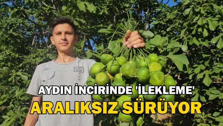 İncirde ‘Ilekleme’ Aralıksız Sürüyor