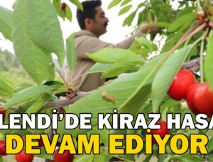 Selendi’De Kiraz Hasadı Devam Ediyor