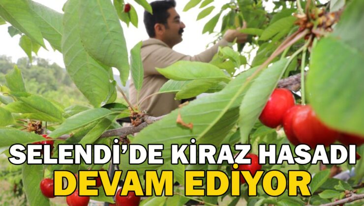 Selendi’De Kiraz Hasadı Devam Ediyor