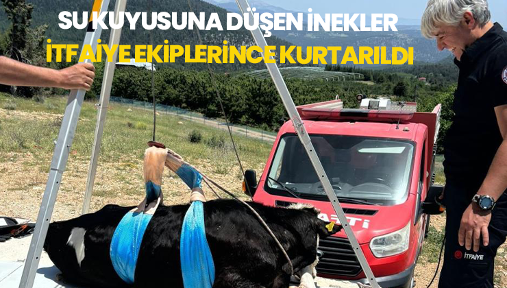 Su Kuyusuna Düşen Inekler Itfaiye Ekiplerince Kurtarıldı