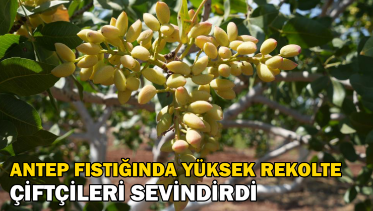 Antep Fıstığında Yüksek Rekolte Çiftçileri Sevindirdi