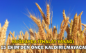 Buğdayda ithalat yasağı 15 Ekim’e kadar kaldırılmayacak