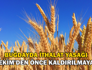 Buğdayda Ithalat Yasağı 15 Ekim’E Kadar Kaldırılmayacak